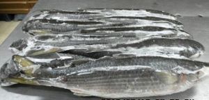 Frozen Grey Mullet Fish