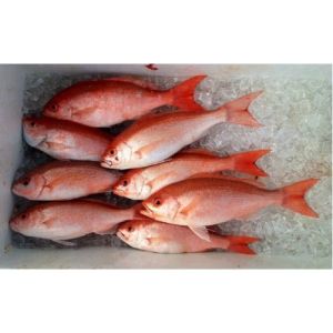 Frozen Red Snapper Fish