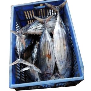Frozen Tuna Fish