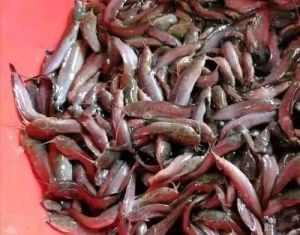 Desi Magur Fish Seed