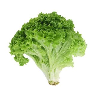 Fresh Iceberg Lettuce