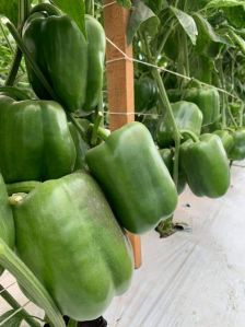 Hybrid Capsicum Seeds