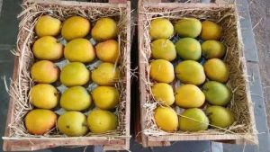 Fresh Alphonso Mangoes