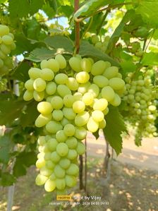 Fresh Grapes