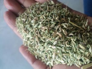 Fennel Seeds