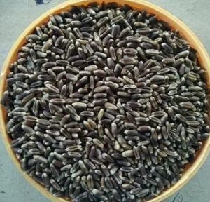 organic black wheat