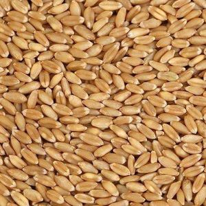 organic wheat