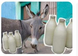 Donkey Milk