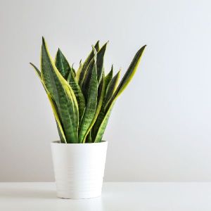 Home Decor snake plant