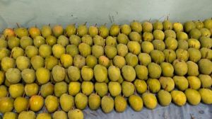 Ratnagiri Hapus Mango