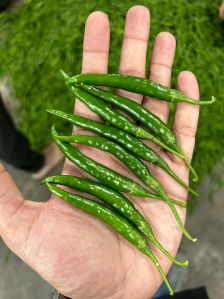 Fresh Green Chilli