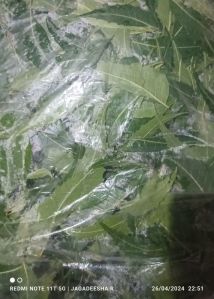 Neem Leaf