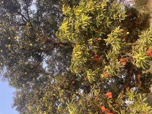 Banganapalli Mango Fruit