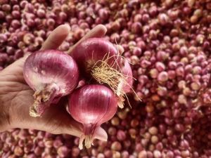 Red Onion