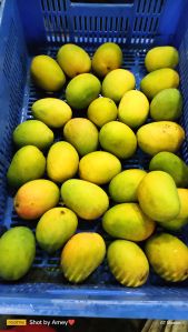 Fresh Alphonso Mangoes