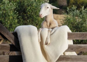 Merino Wool Quilt Wadding