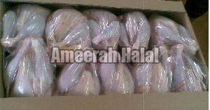Frozen Halal Chicken Meat