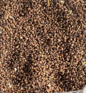 Raw Kodo Millets