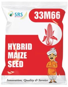 33M66 Hybrid Maize Seeds