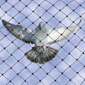 Bird Netting service