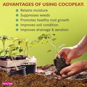 cocopeat blocks