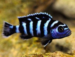 demasoni cichlid fish