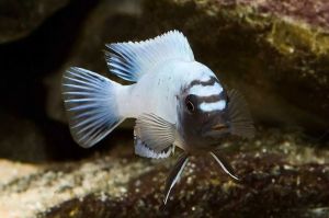 Pseudotropheus Polit Lions Cove Aquarium Fish