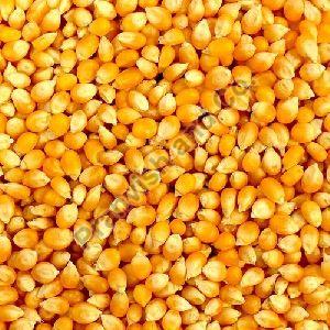 Maize Cattle Feed