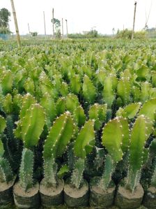 dragon fruit plant