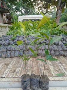 African Mahogany Plant