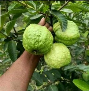 VNR Guava Plant