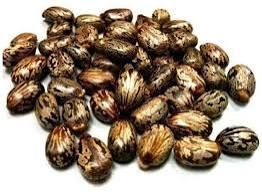 Brown High moisture castor seeds