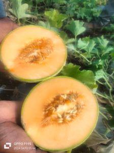 Fresh Muskmelon