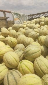 Fresh Muskmelon