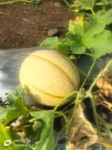 Fresh Muskmelon