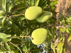 Banganapalli Mango