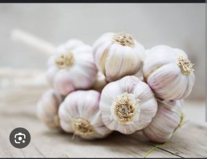 Garlic