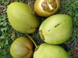 Green Tender Coconut