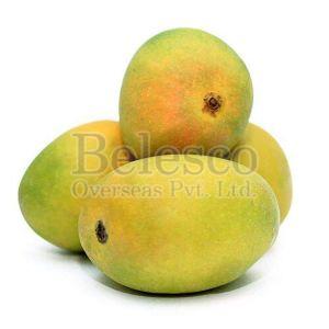 Fresh Alphonso Mango