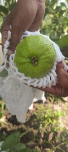 Fresh Guava