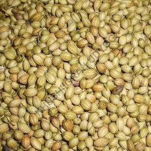 Coriander  Seeds