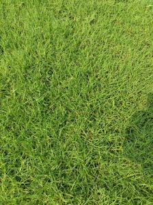 Carpet Grass