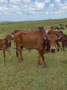 A2 Cow Ghee