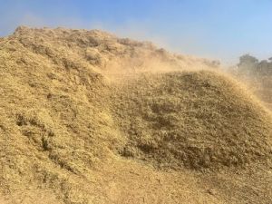 Rice Straw for Cattle Feed