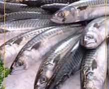 Indian Mackerel