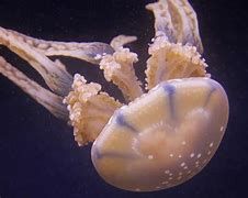 jelly fish