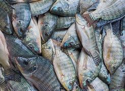 Tilapia Fish