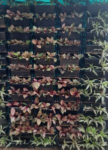 Urban Greenery Solution Service