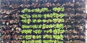 Urban Greenery Solution Service