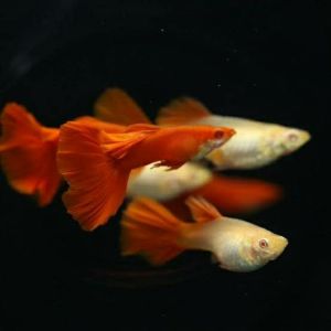 albino full red guppy fish